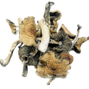Thai Psilocybin Mushrooms